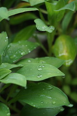 Stock Photos of beautiful nature in Indonesia