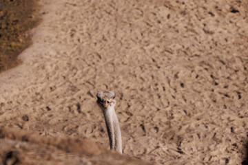 Ostrich is smiling at you.