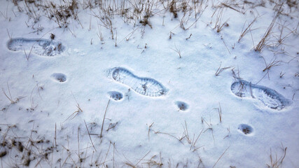 Footprints of a man and a dog in the snow