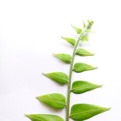Green leaf on white background. tropical leaf. large green leaf. pakis varigata. green leaves isolated on white background