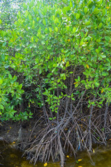 The beautiful natural mangrove trees in the sea