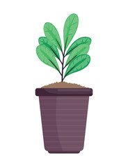 houseplant in brown pot