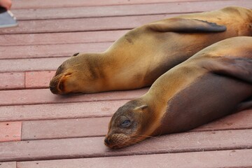 state sea lion