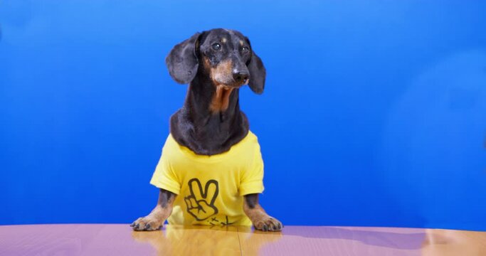 Dog yellow t-shirt picture victory hand jumps over table blue chroma key looks around licks. Layout for advertising shop clothes pets calls for sale. Elderly dachshund presenter is preparing broadcast