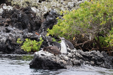 Penguins in the Galapagos 