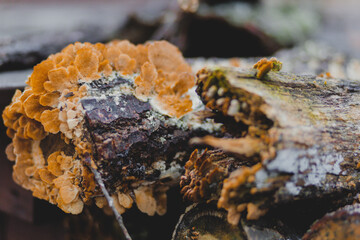 Tree Fungus
