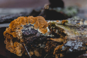 Tree Fungus 2