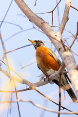 American robin (Turdus migratorius), a pretty perching bird, on a branch 