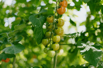 Cherry tomatoes in the greenhouse