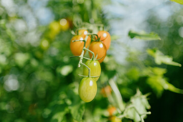 Cherry tomatoes in the greenhouse