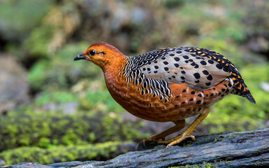 ferruginous partridge (Caloperdix oculeus) The body is orange. The wings are yellow. There are gray spots on the legs. There are two spikes on each side found in Kaeng Krachan forest.