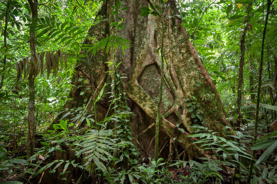Contrafuertes de un matapalo o ficus en la selva tropical lluviosa de Montes Azules Chiapas