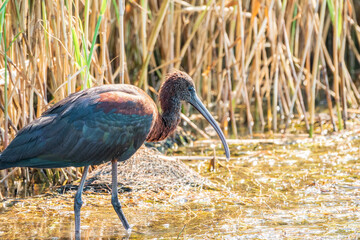 The glossy ibis, latin name Plegadis falcinellus, searching for food in the shallow lagoon.