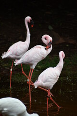 A trio of beautiful flamingos
