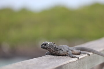 lizard on handrail