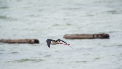 Water bird black-winged stilt flying in the blue sky.