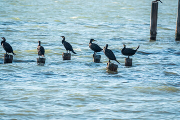 A flock of cormorants sits on a old sea pier in orange sunset light
