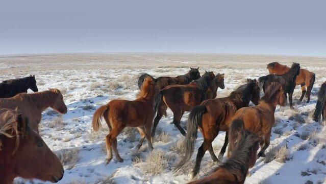 A herd of horses runs across the endless steppe covered with snow. Drone flying close to running horses