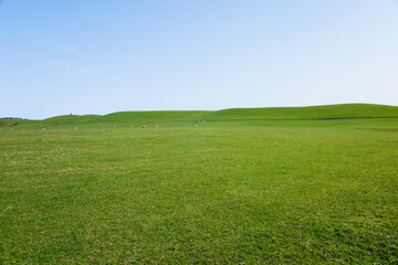 Rural background  wide green field under blue sky