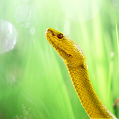 Beautiful Yellow Viper Snake In close Up
