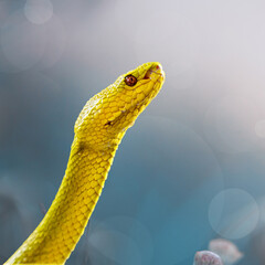 Beautiful Yellow Viper Snake In close Up
