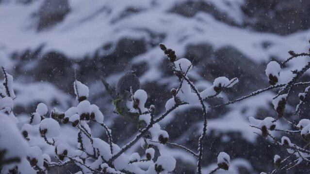 Clarks Nutcracker Bird, Banff National Park, Snowfall, 4K