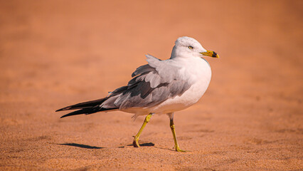 Seagull