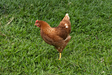 chicken in the grass