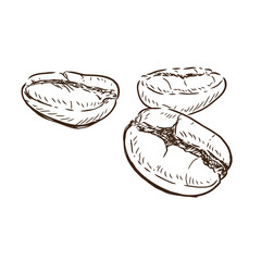 Hand drawn sketch, Illustration Coffee beans on 
white background, outline monochrome ink style 
for artwork, logo, packaging vector.