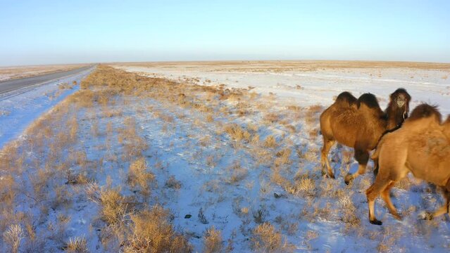 View of the road and two camels walking along the roadside in the endless steppe covered with snow