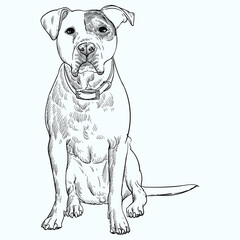 Vintage hand drawn sketch Staffordshire Bull Terrier