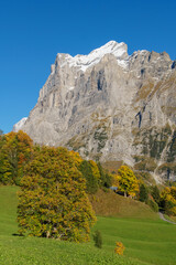 Fototapeta na wymiar Autumn leaves set against green grass and an imposing alpine cliff near Grindelwald