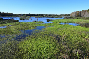 Constructed wetlands of Green Cay Nature Center in Boynton Beach, Florida on cloudless sunny morning.
