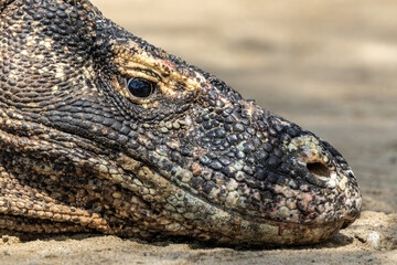 Eye of Komodo Dragon on Komodo Island
