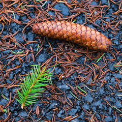 Pine cone and pine needles on black asphalt wet ground.