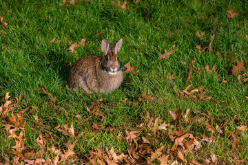 Eastern cottontail (Sylvilagus floridanus) in green lawn with fallen leaves during the night.