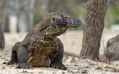 Komodo Dragon on Komodo Island