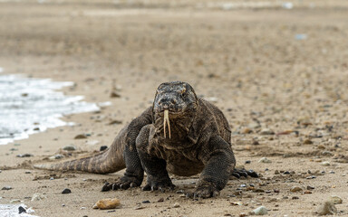 Komodo Dragon on Komodo Island