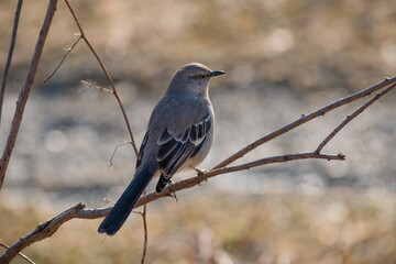 Nothern Mockingbird (Mimus polyglottos) perched on small tree branch looking into distance.