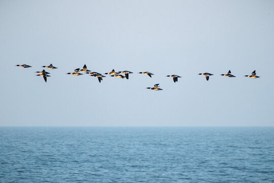 Red-breasted merganser (Mergus serrator) flock migrating over Lake Erie.
