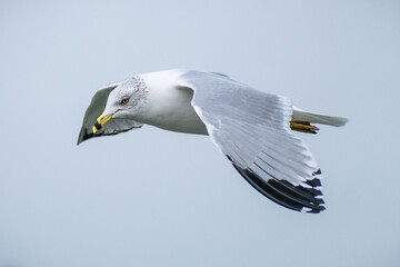 Ring-billed gull (Larus delawarensis) in mid flight on winter day.