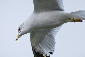 Ring-billed gull (Larus delawarensis) from underneath in flight