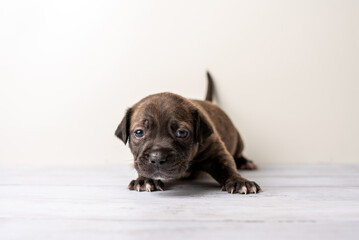 Cute bull terrier puppy. Baby puppy in studio. 