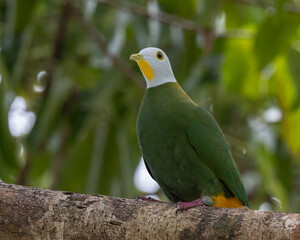 Nature wildlife image of black-naped fruit dove perching on fruit tree