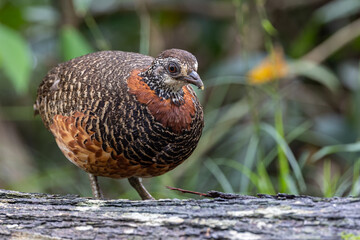 Portrait wildlife bird of Bornean-necklaced Partridge at Sabah, Borneo