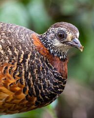 Portrait wildlife bird of Bornean-necklaced Partridge at Sabah, Borneo