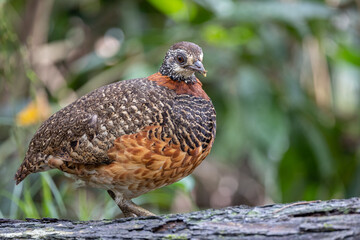 Portrait wildlife bird of Bornean-necklaced Partridge at Sabah, Borneo