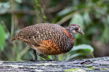 Portrait wildlife bird of Bornean-necklaced Partridge at Sabah, Borneo