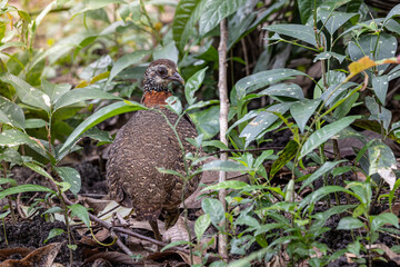 Portrait wildlife bird of Bornean-necklaced Partridge at Sabah, Borneo