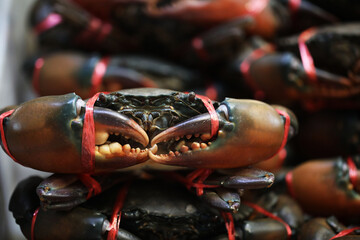 Live giant mud crab (Scylla serrata) in fresh market © Pavaphon
